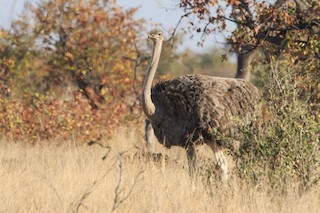 Common Ostrich, ML192095091