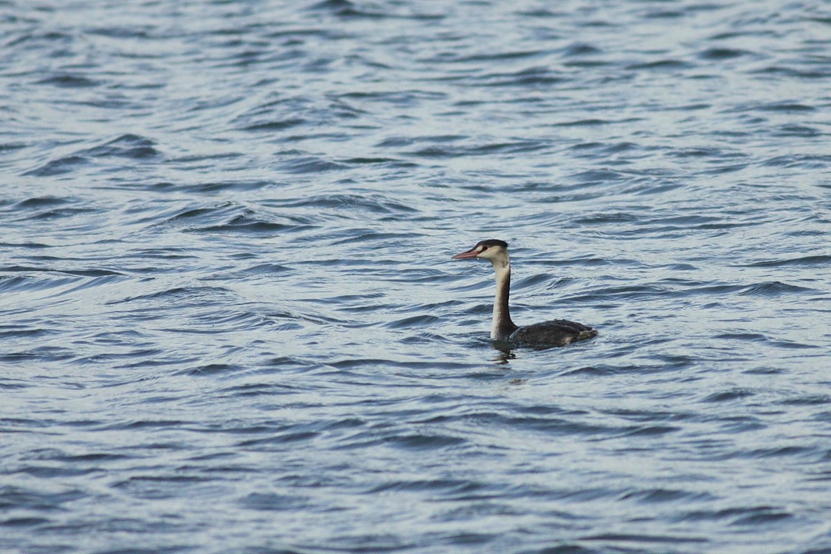 Great Crested Grebe - ML192096681