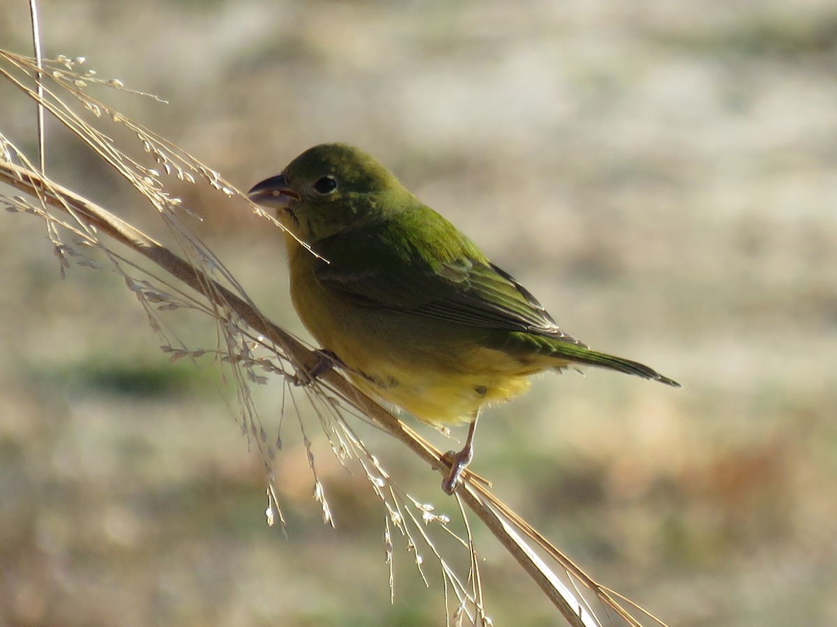 Painted Bunting - ML192100921