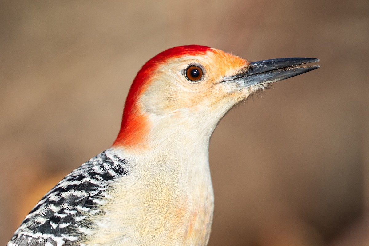 Red-bellied Woodpecker - ML192103771