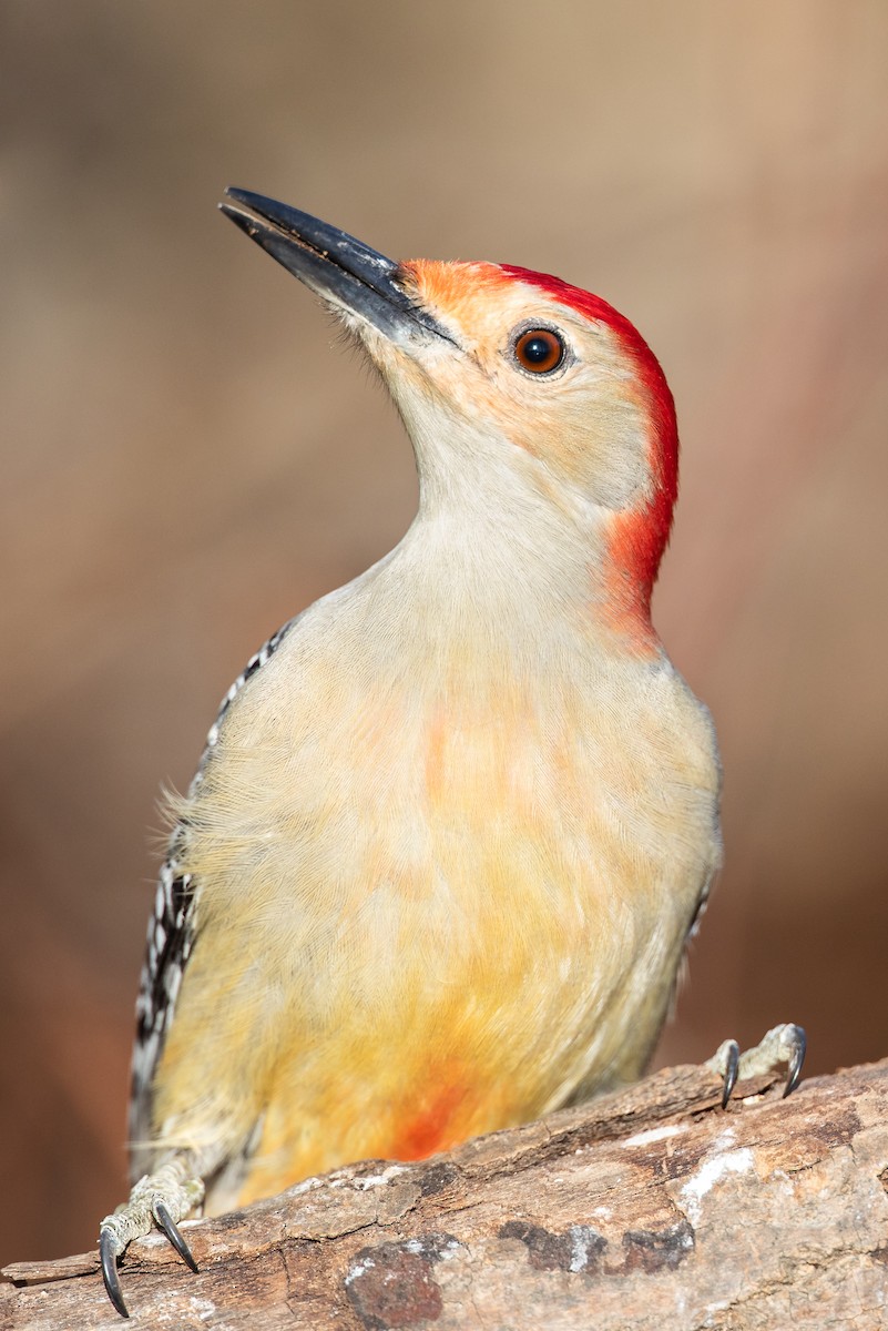 Red-bellied Woodpecker - ML192103801