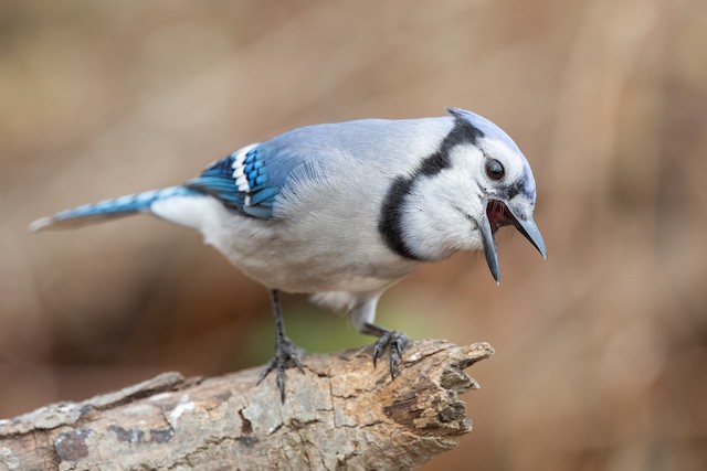 Blue-gray Gnatcatcher - eBird