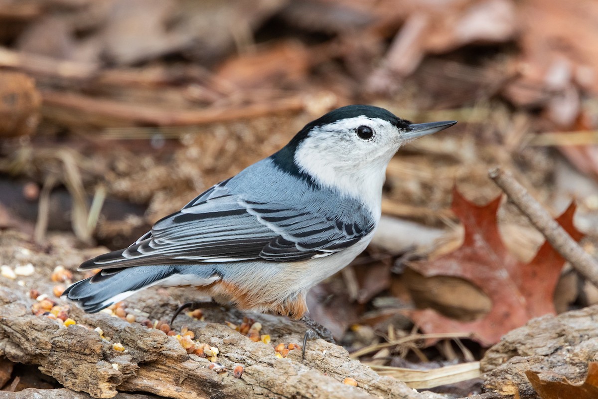 White-breasted Nuthatch - ML192104131