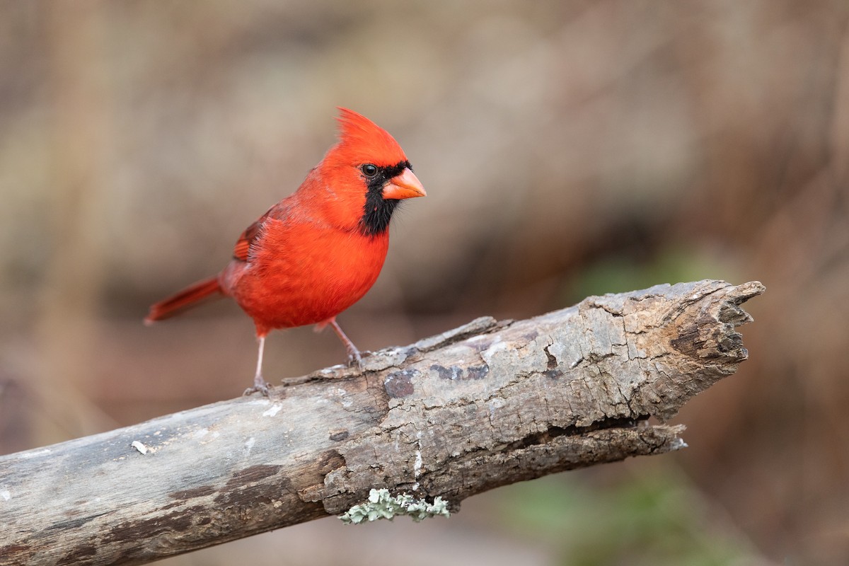 Northern Cardinal - Ryan Sanderson