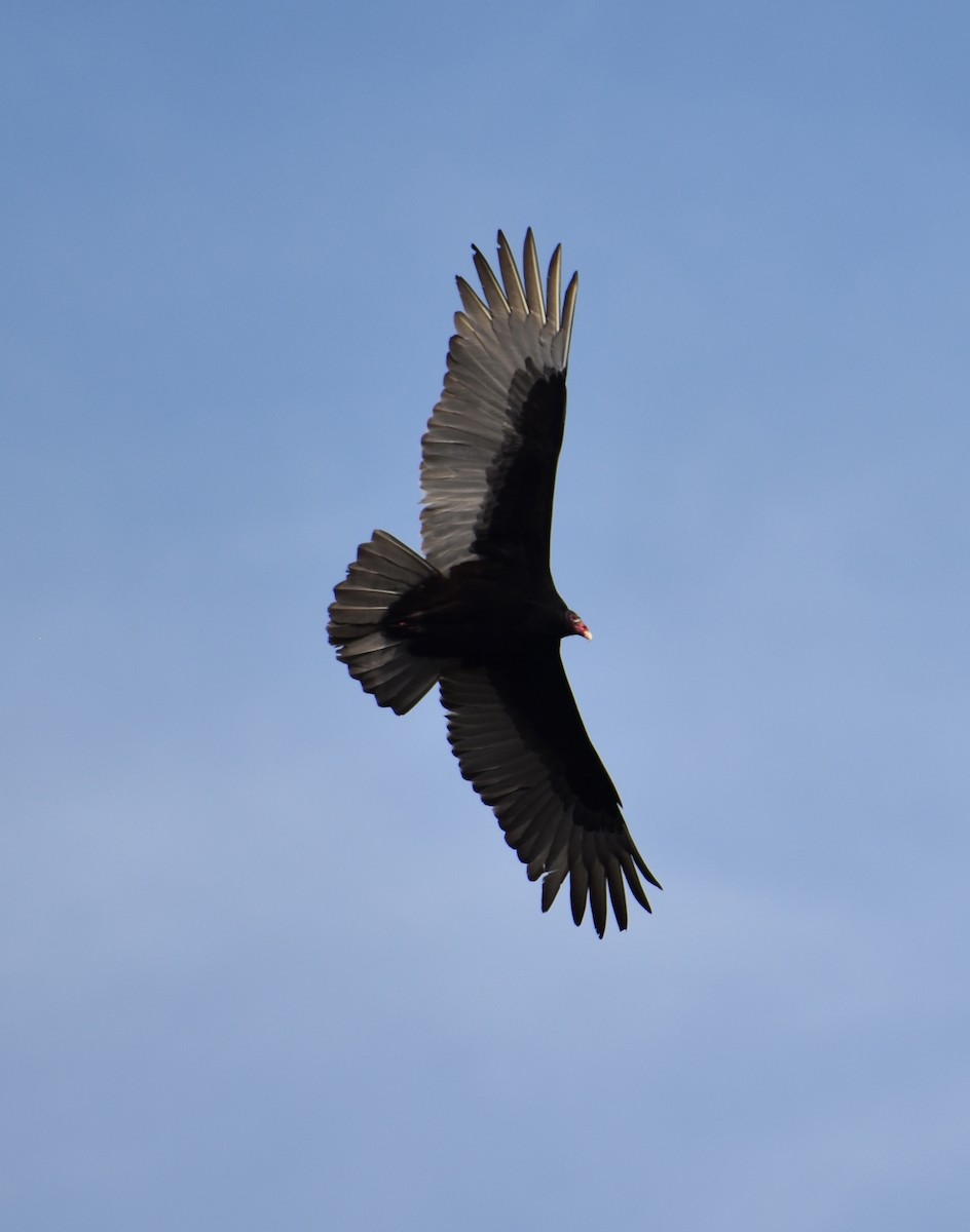 Turkey Vulture - Matt DuRoss