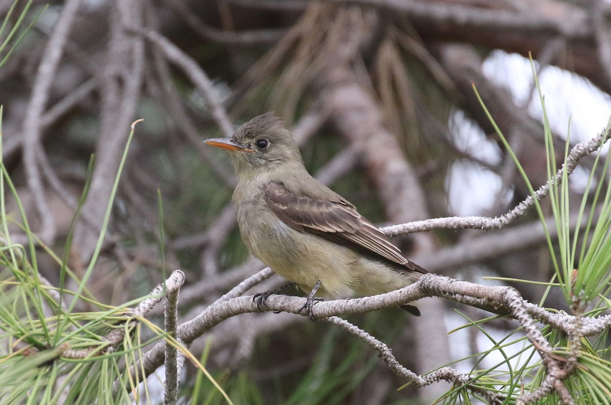 Greater Pewee - ML192107161