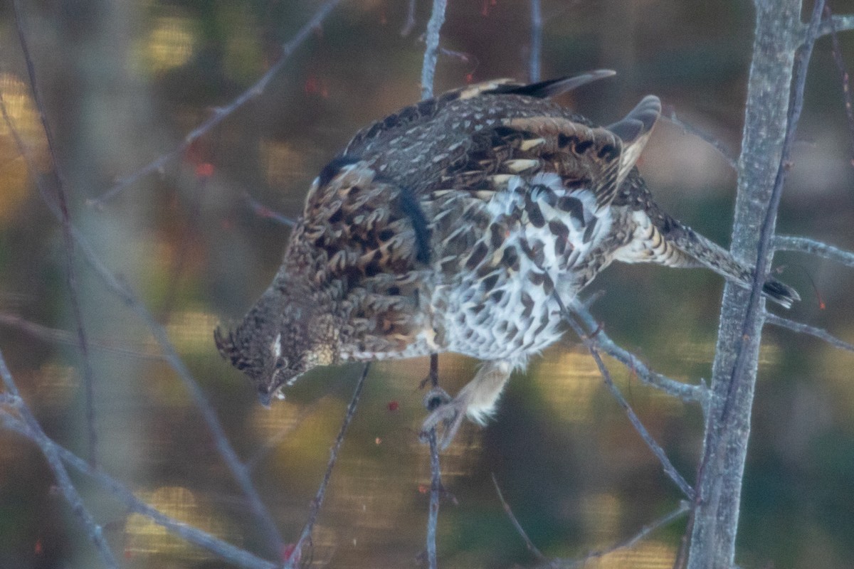 Ruffed Grouse - Louis Bevier
