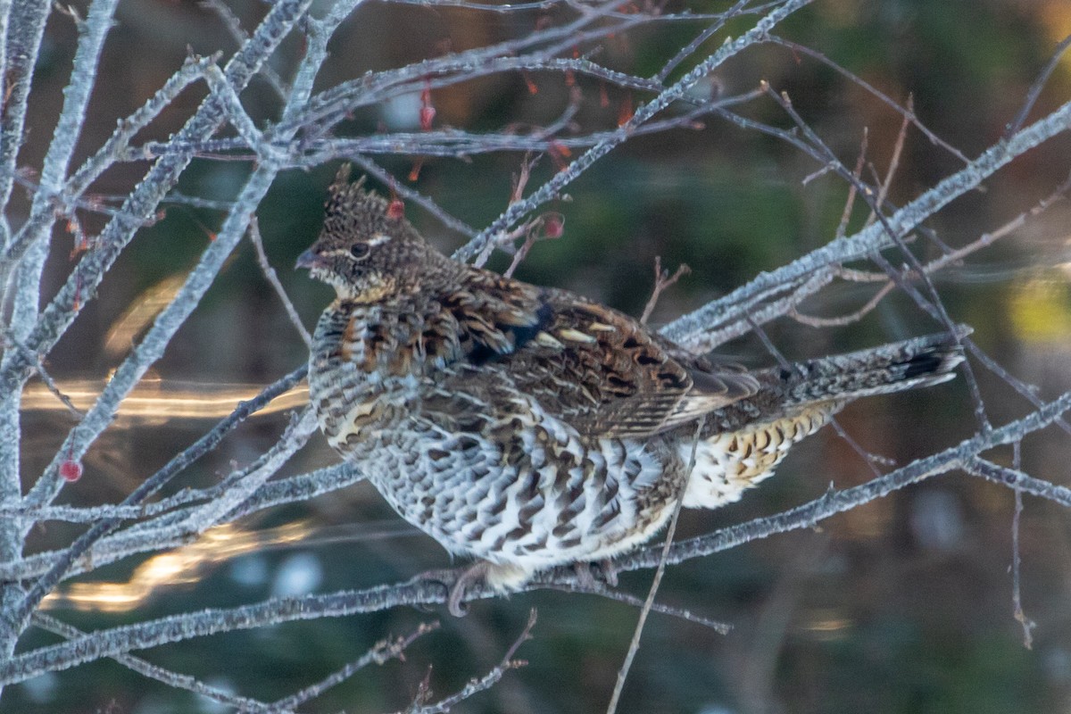 Ruffed Grouse - Louis Bevier