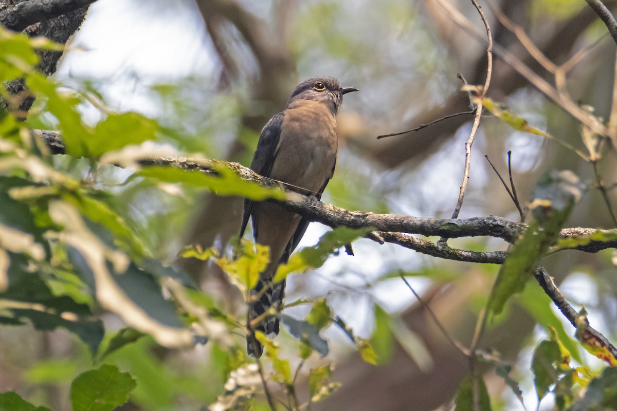Fan-tailed Cuckoo - ML192110161