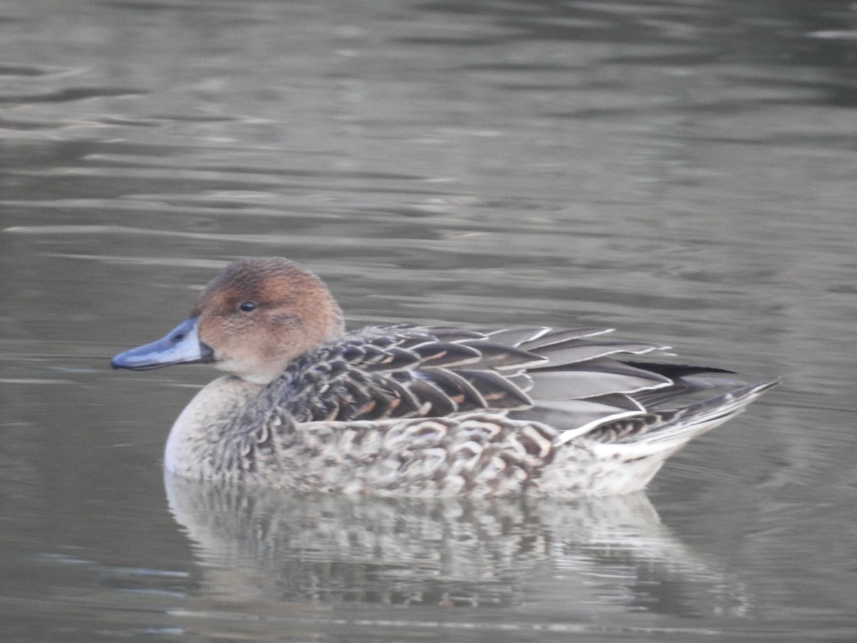 Northern Pintail - Christopher Braut