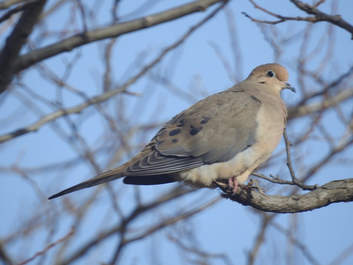 Mourning Dove - Christopher Braut