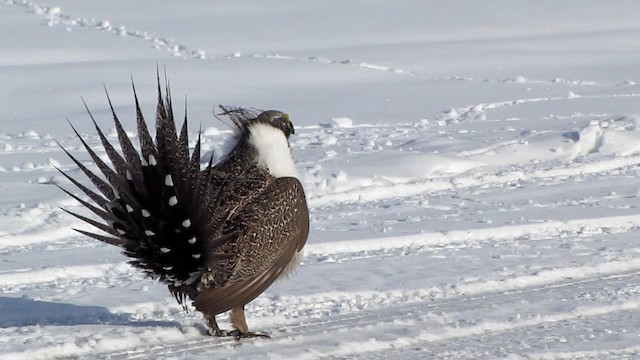 Greater Sage-Grouse - ML192116431