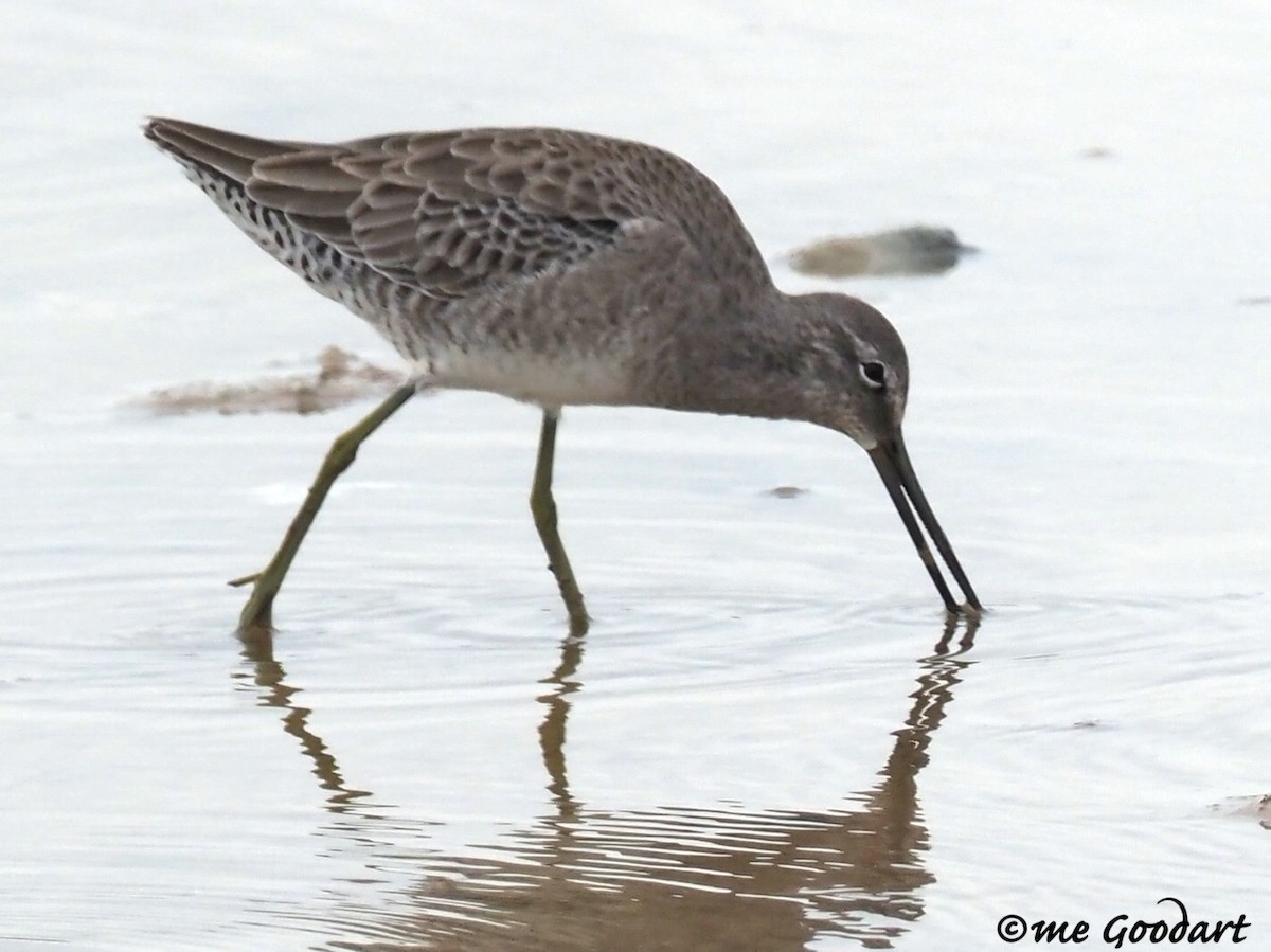 Long-billed Dowitcher - ML192116941