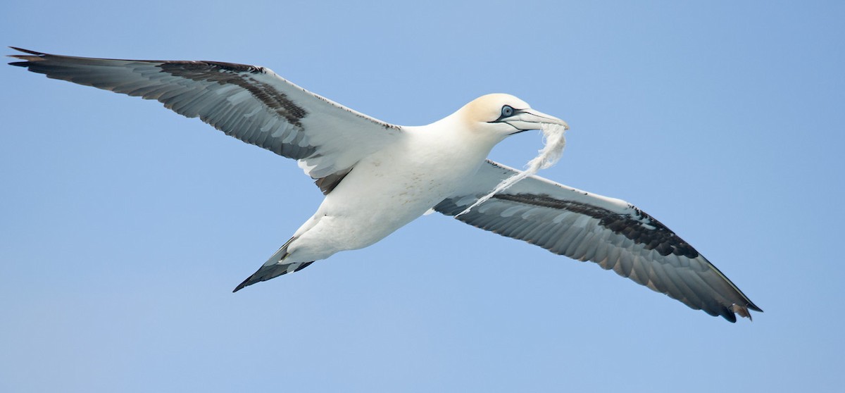 Northern Gannet - Miguel Rouco