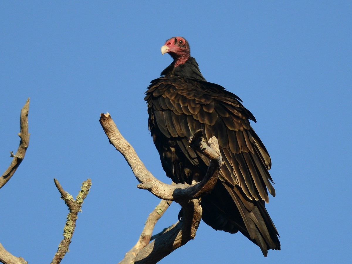 Turkey Vulture - ML192122271