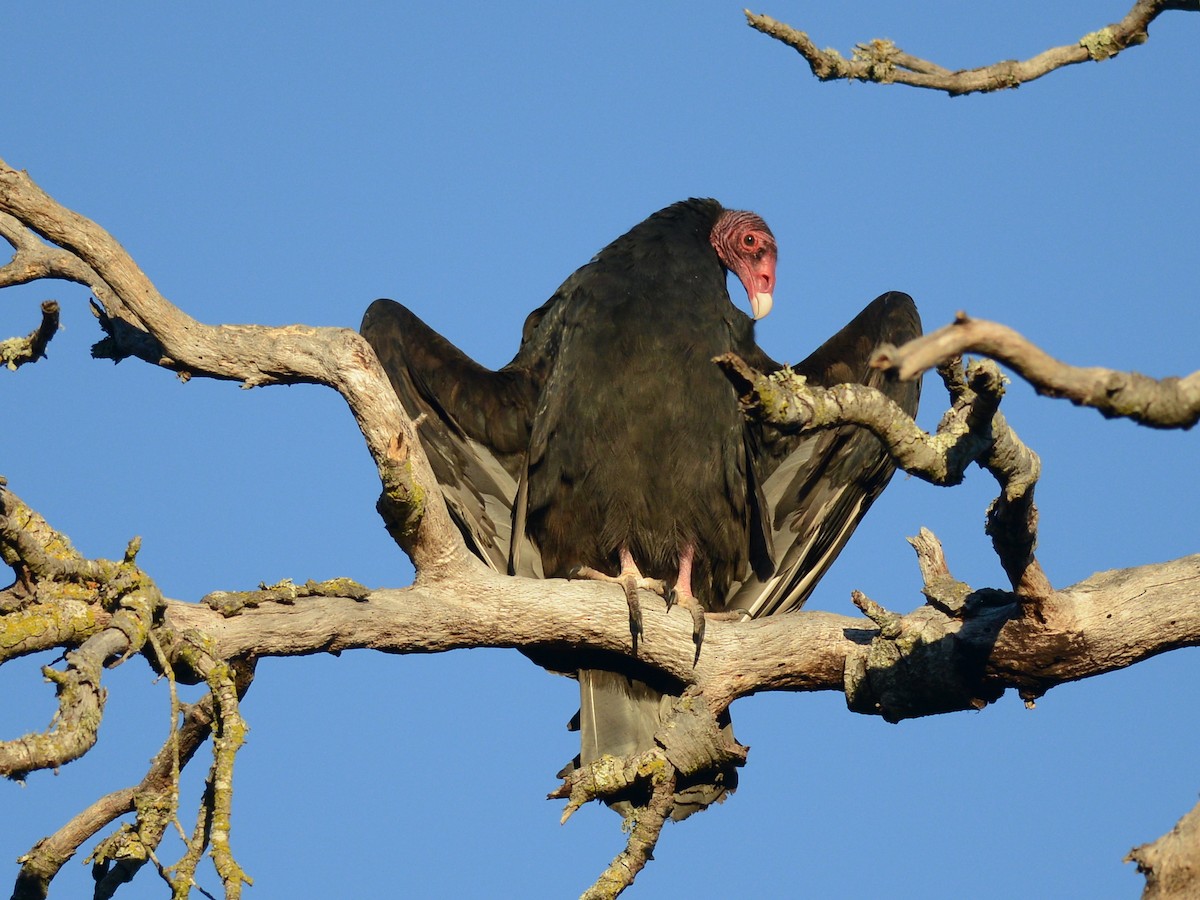 Turkey Vulture - Alan Van Norman