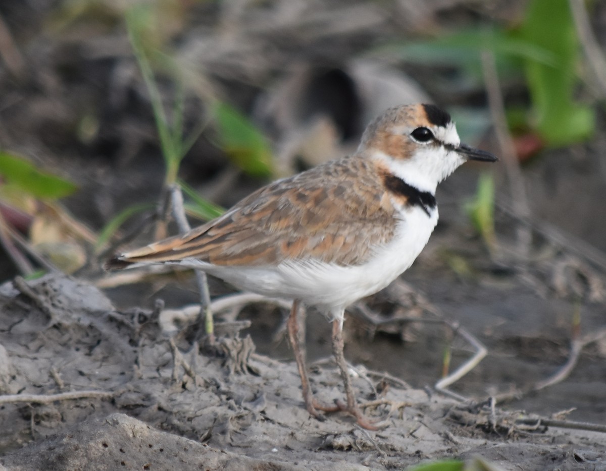 Collared Plover - andres ebel