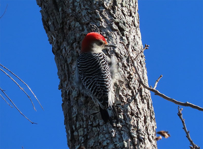 Red-bellied Woodpecker - Karen Lebing