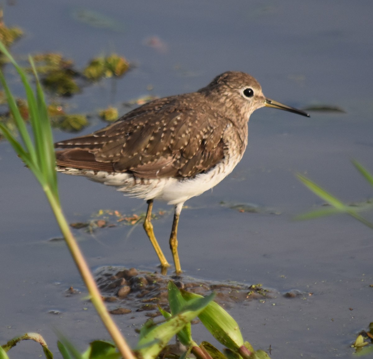 Solitary Sandpiper - andres ebel