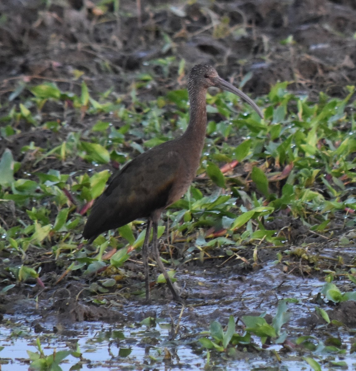 White-faced Ibis - andres ebel