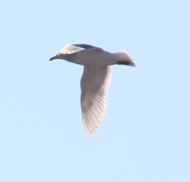 Glaucous-winged Gull - Will Wright
