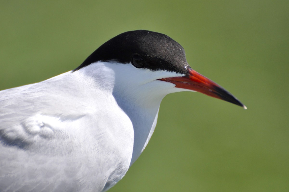 Common Tern - ML192130161