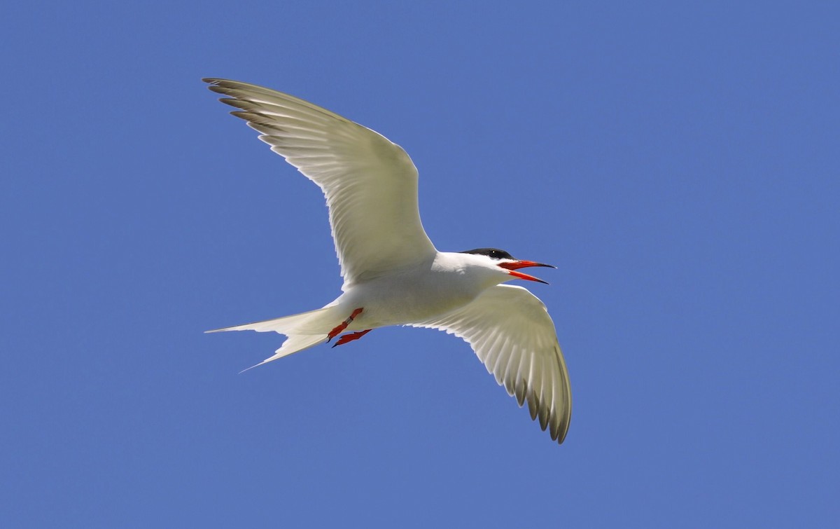 Common Tern - ML192130301