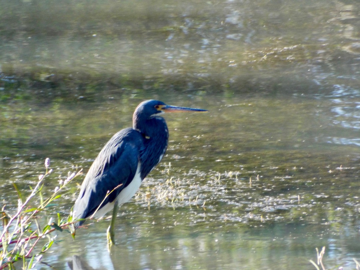 Tricolored Heron - Mary Jane Gagnier