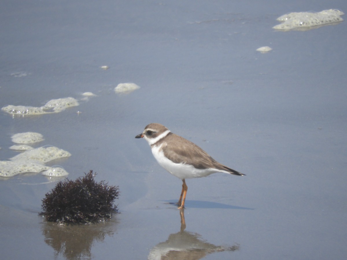 Semipalmated Plover - ML192135671