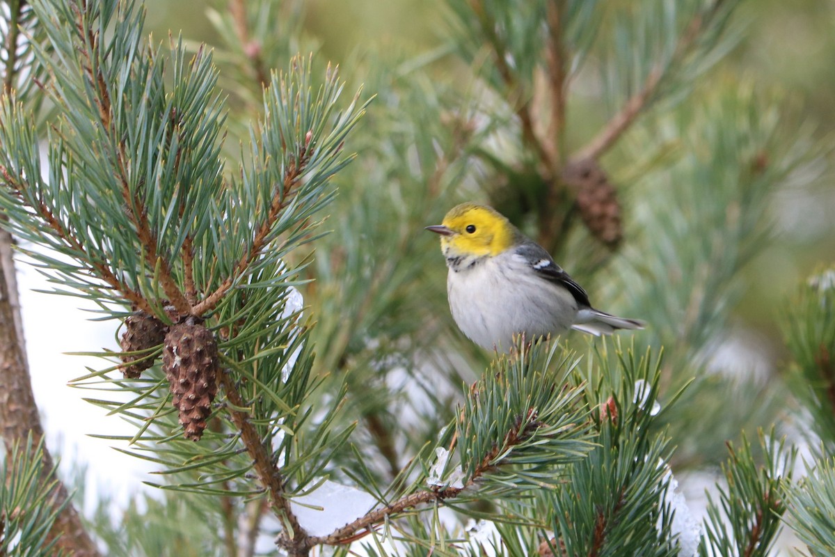 Hermit Warbler - Fred & Colleen Wood