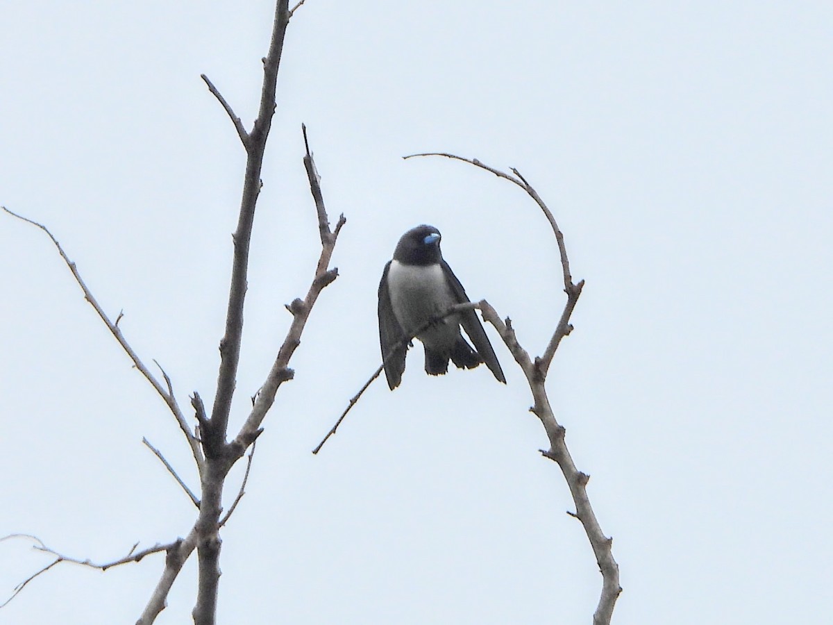 White-breasted Woodswallow - ML192140311
