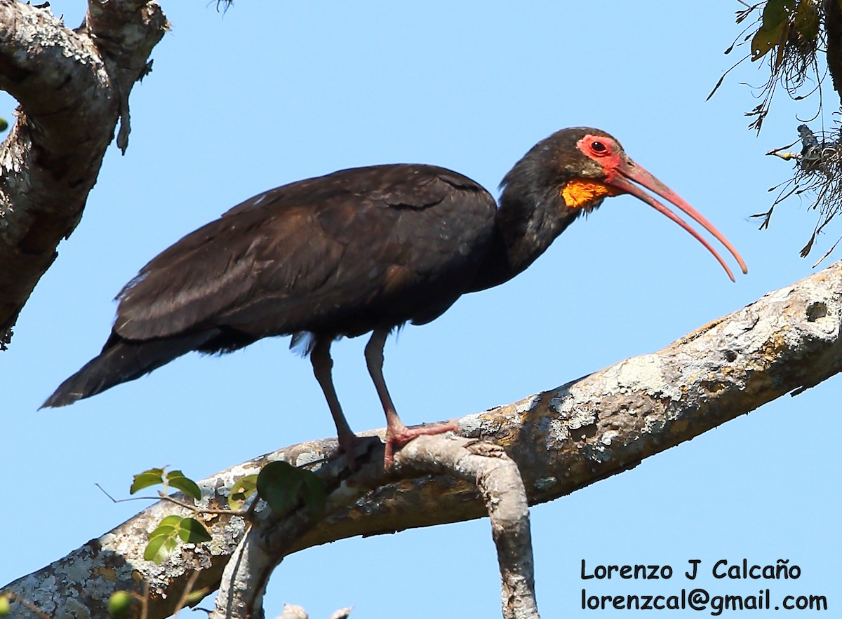 Sharp-tailed Ibis - Lorenzo Calcaño