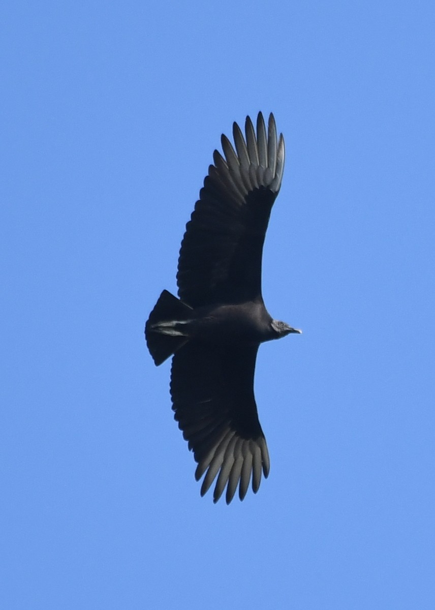 Black Vulture - Tom Unsicker
