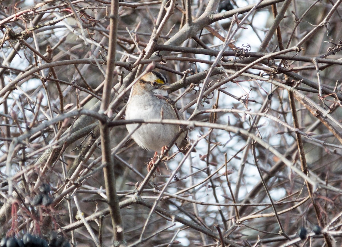 White-throated Sparrow - tony masso