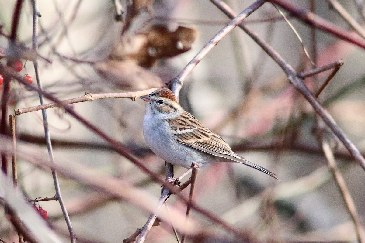Chipping Sparrow - Nick Tepper