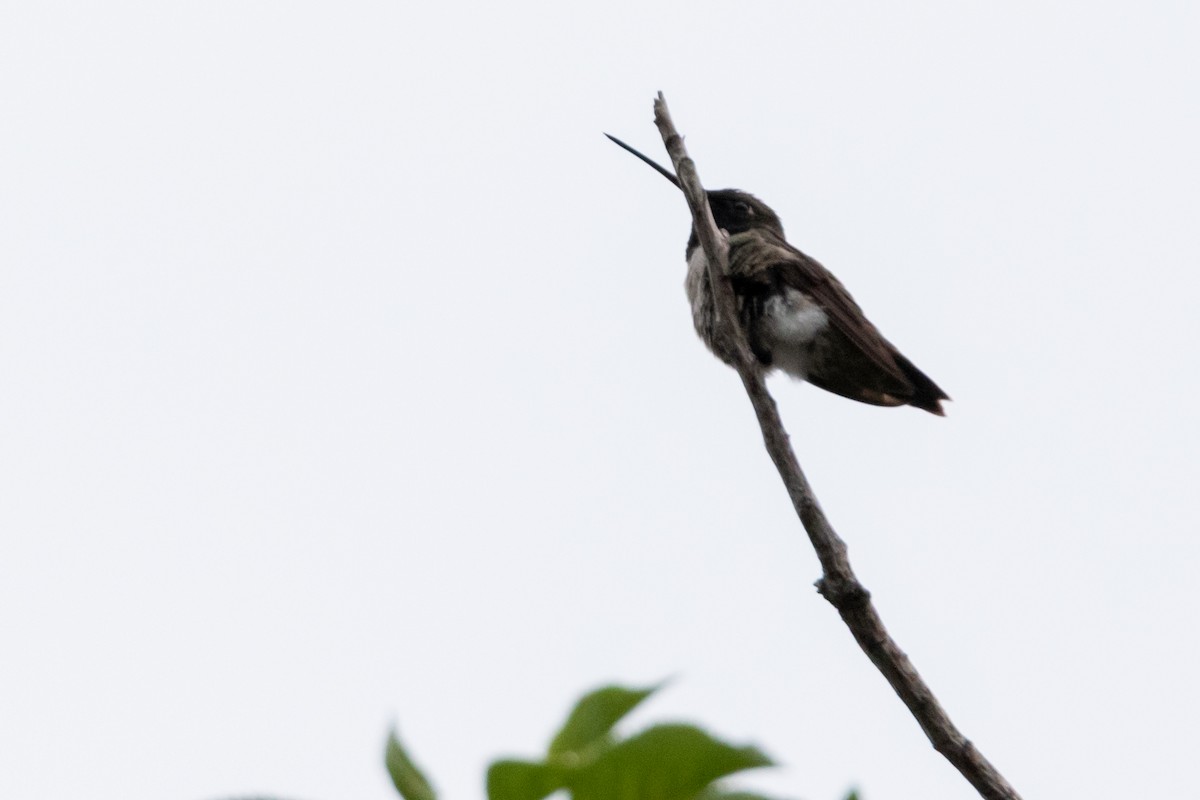 Black-chinned Hummingbird - ML192165201