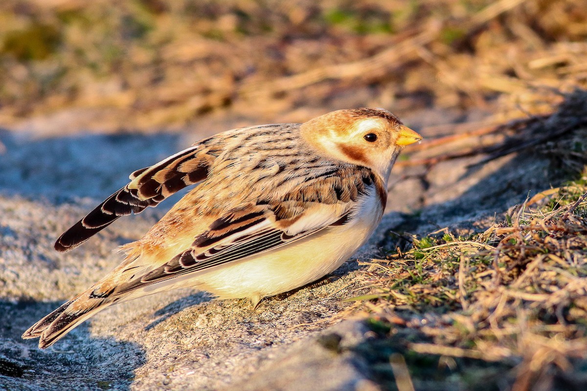 Snow Bunting - Nick Tepper