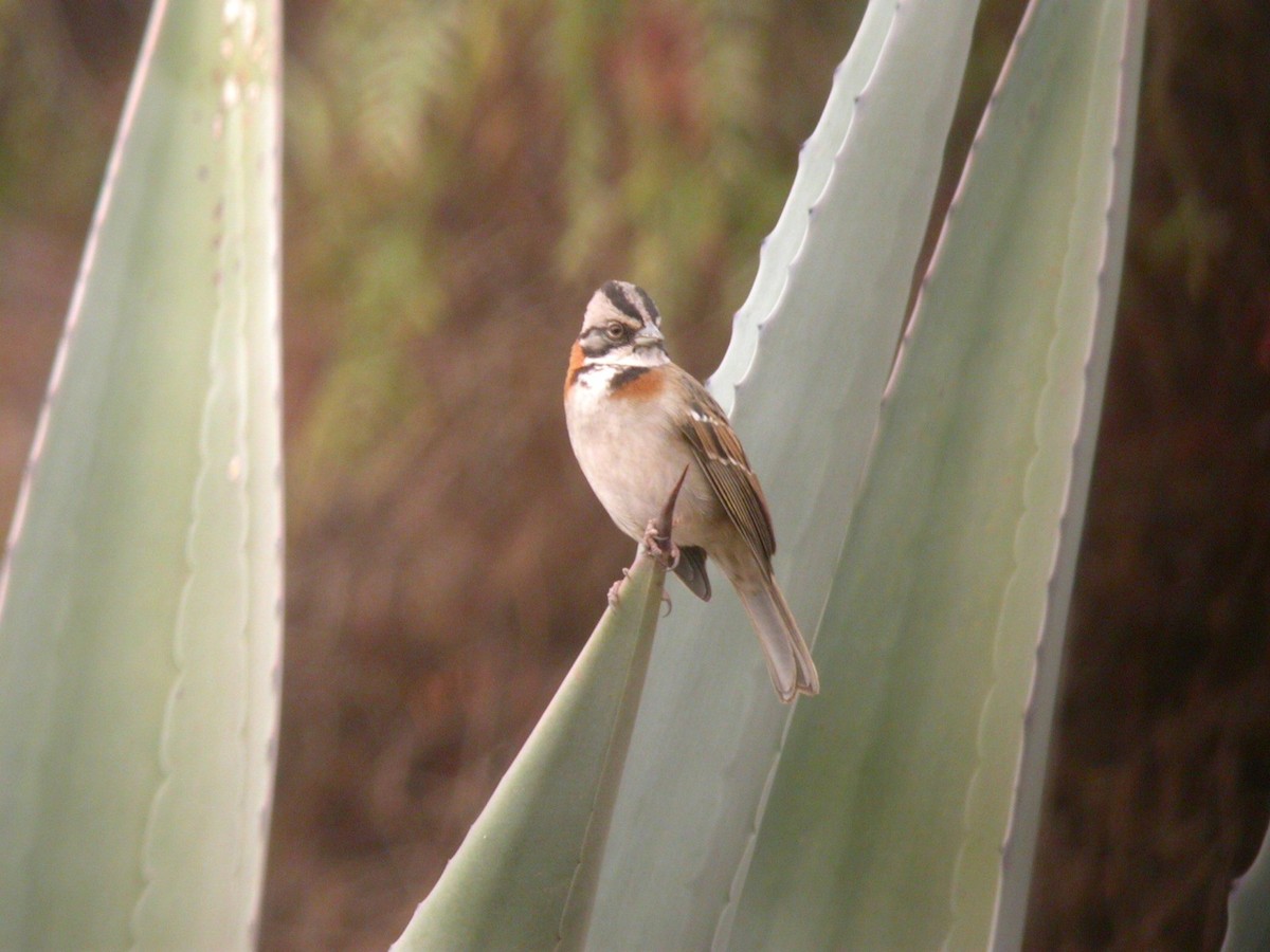 Rufous-collared Sparrow - ML192167101