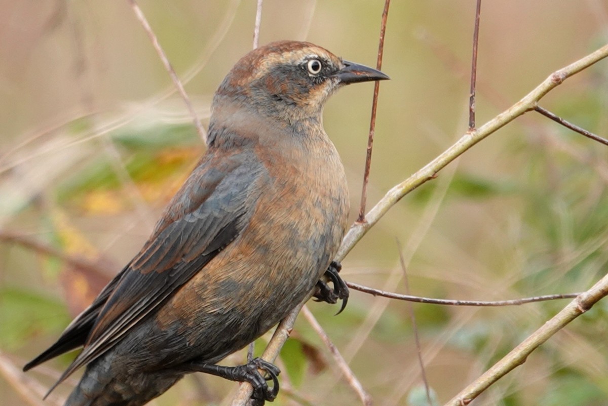 Rusty Blackbird - deborah grimes