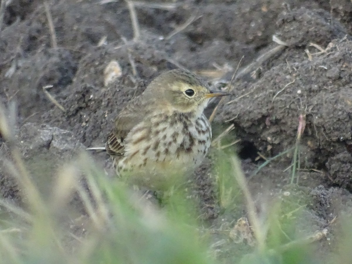 American Pipit - Susan Andres