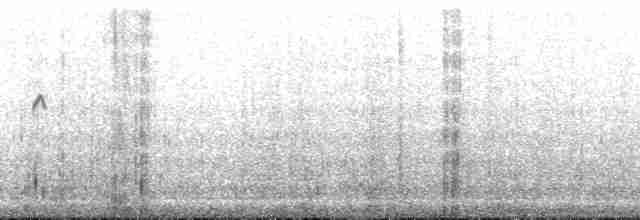 orel bělohlavý - ML192175
