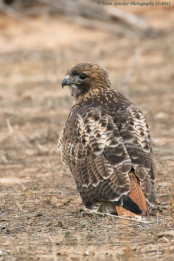 Red-tailed Hawk - ML192177601