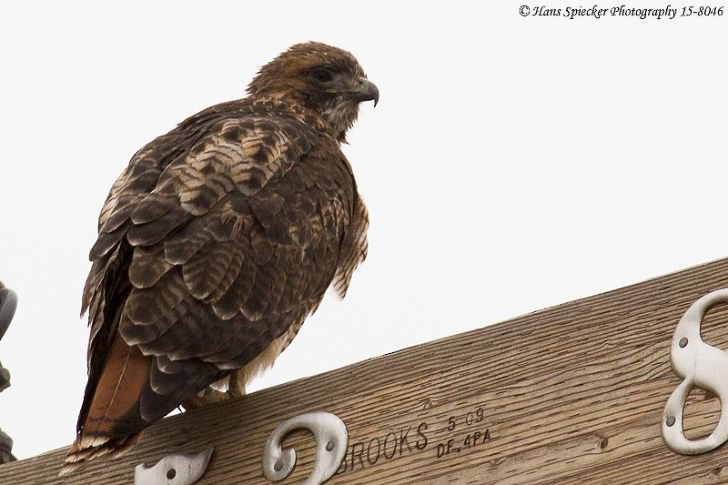 Red-tailed Hawk - ML192177791