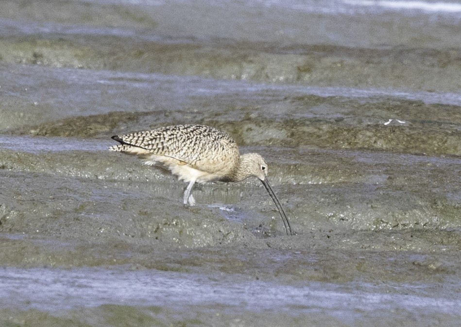 Long-billed Curlew - ML192178571