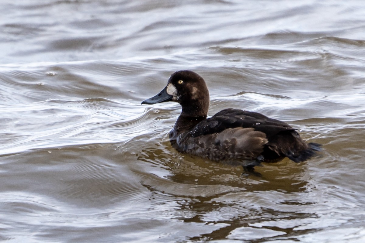 Greater Scaup - ML192179031