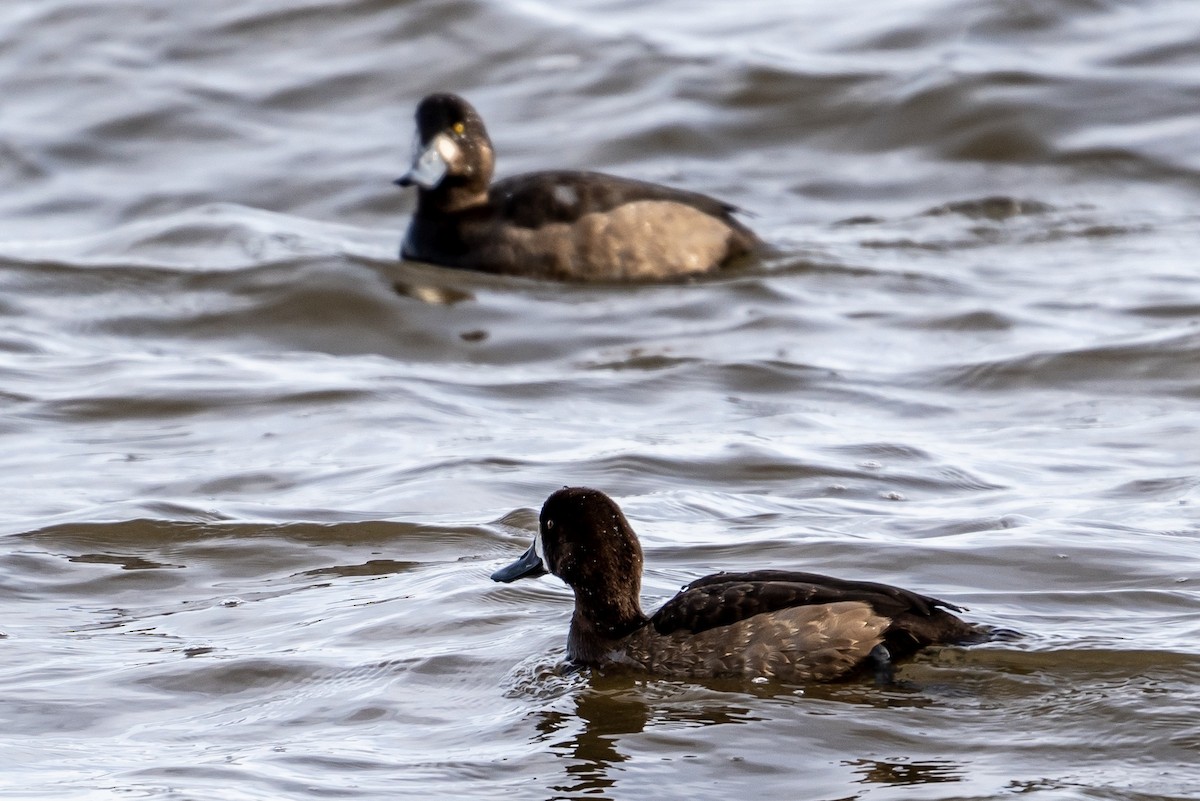 Greater Scaup - ML192179041