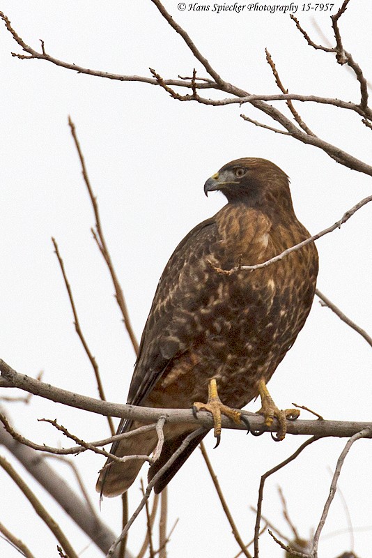 Red-tailed Hawk - ML192179291