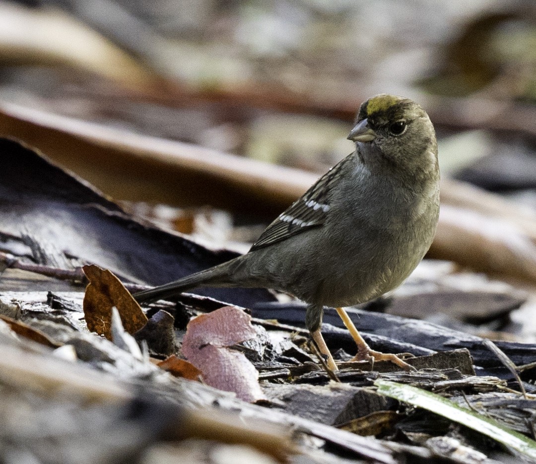 Golden-crowned Sparrow - ML192179431