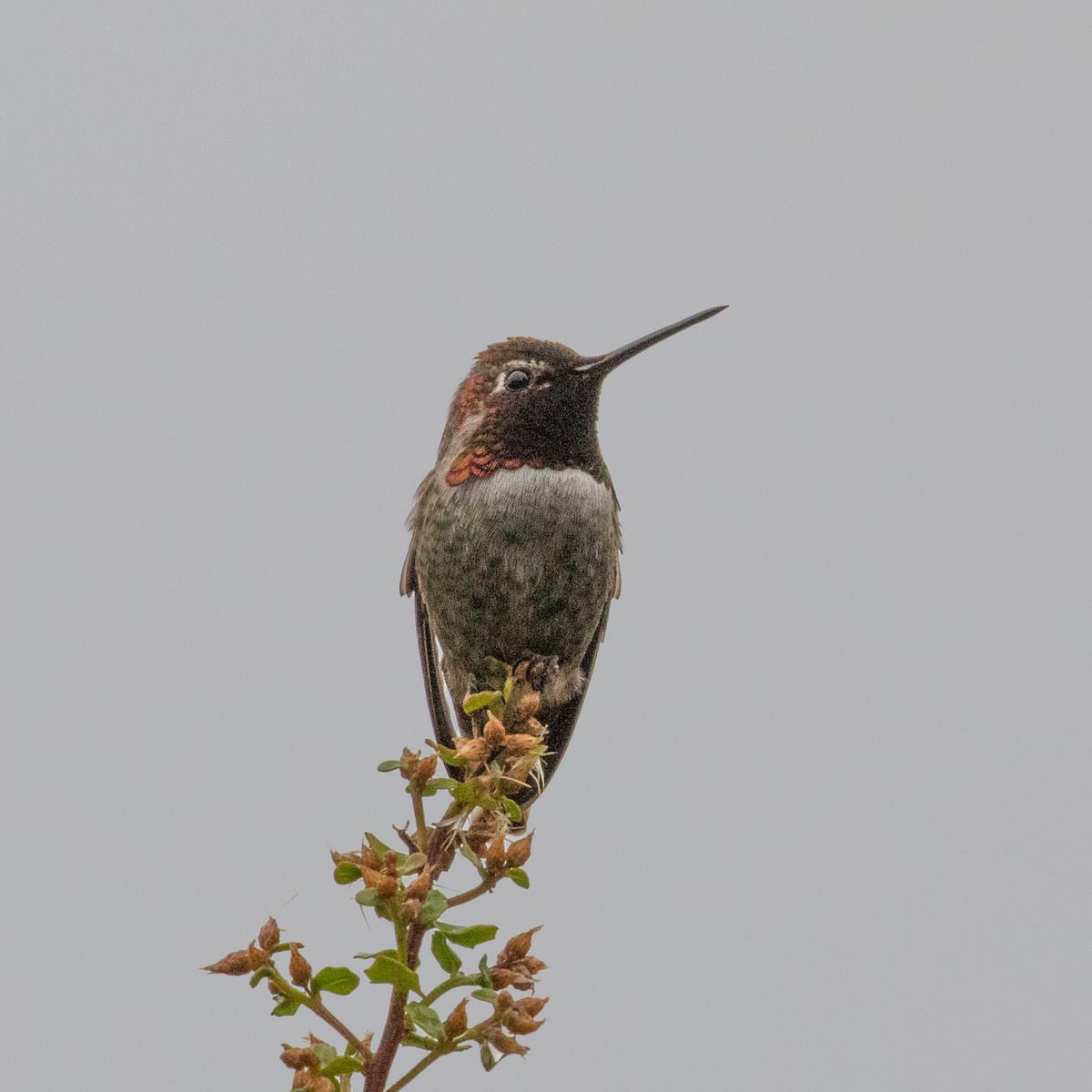 Anna's Hummingbird - John Hurley