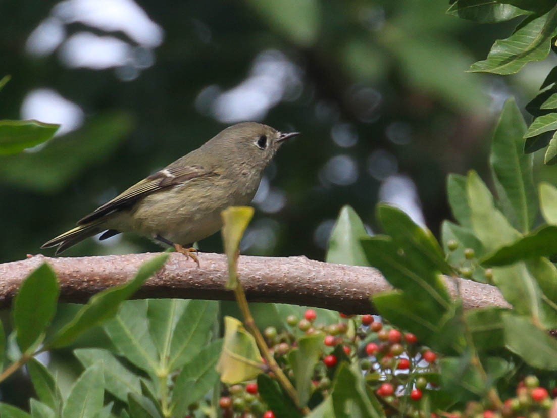 Ruby-crowned Kinglet - Tracy Drake